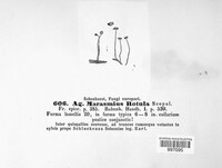 Marasmius rotula image